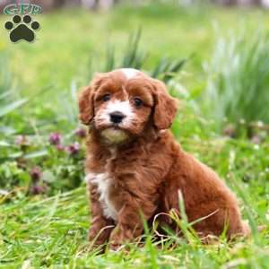 Mickey, Cavapoo Puppy